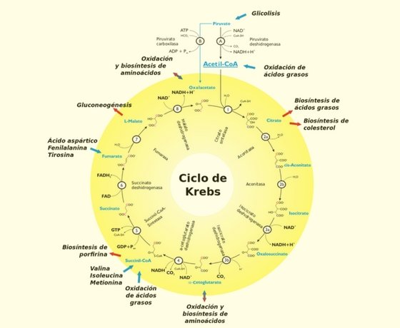 ciclo krebs