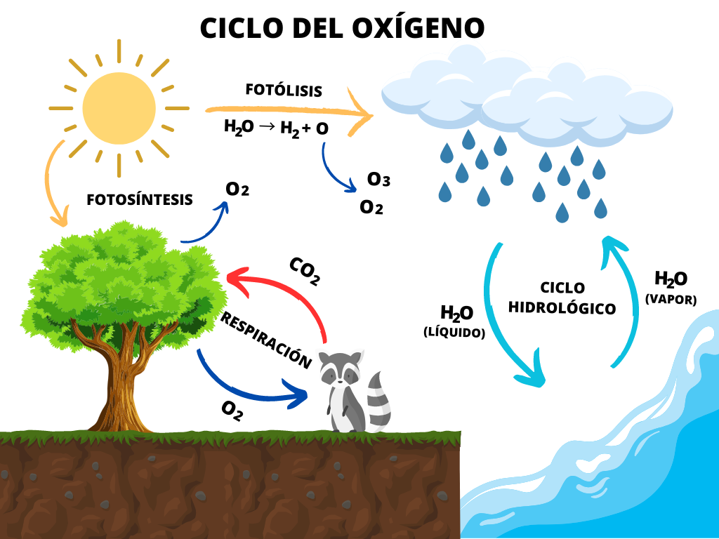 Ciclo del oxígeno, incluyendo la respiración, fotosíntesis, fotólisis y ciclo hidrológico.