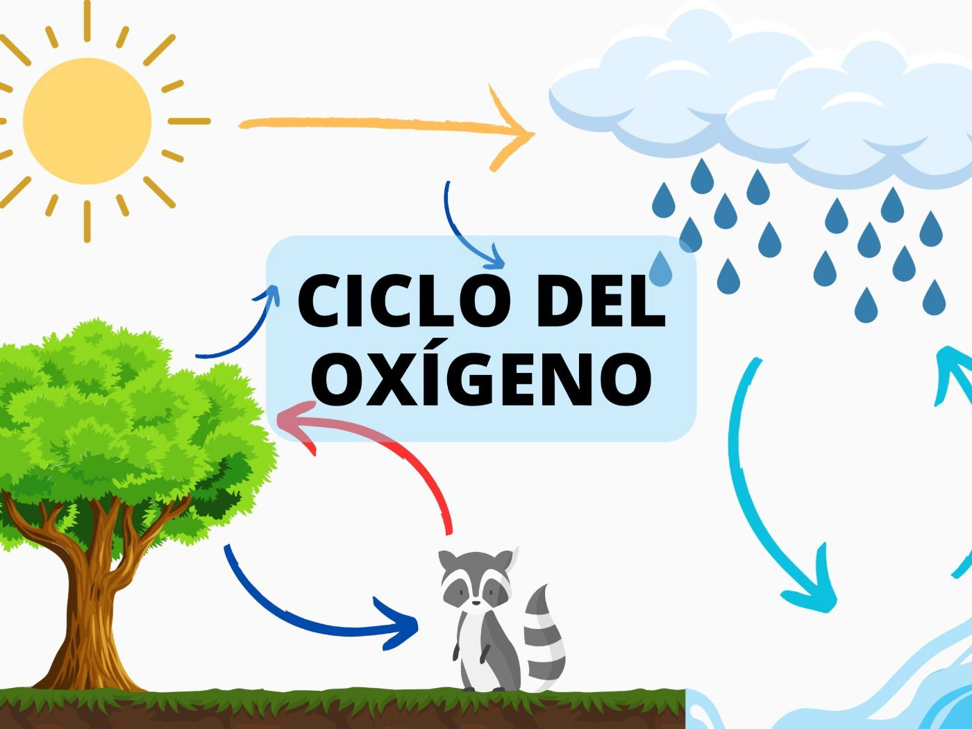 Ciclo Del Carbono Y Oxigeno Etapas - Infoupdate.org