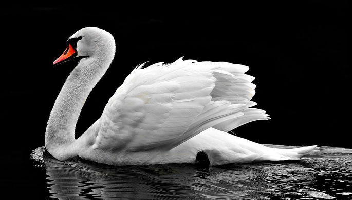 animales salvajes: cisne