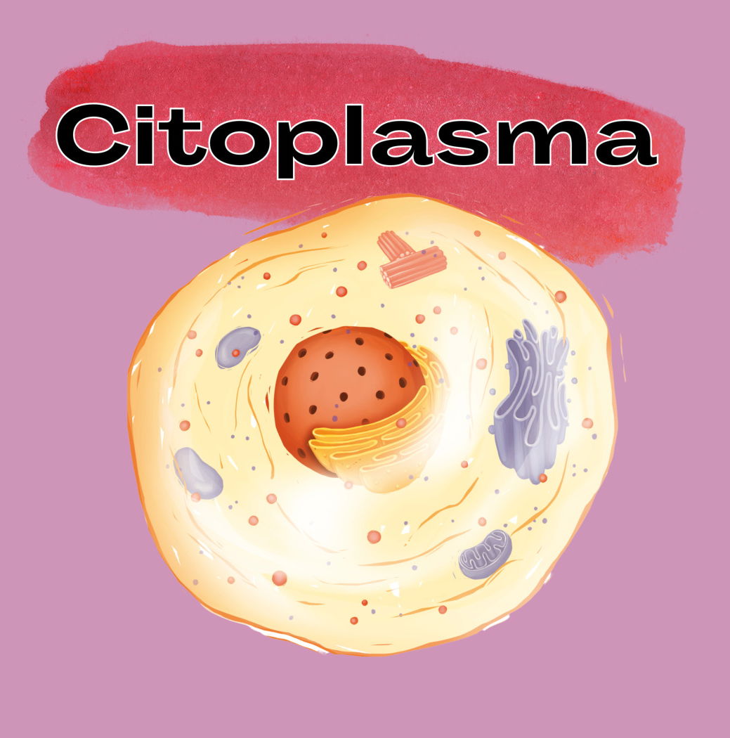 Citoplasma