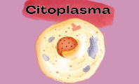 Citoplasma