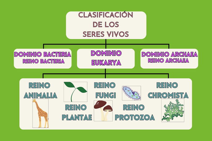 mapa mental con la clasificación de los seres vivos por dominios y reinos