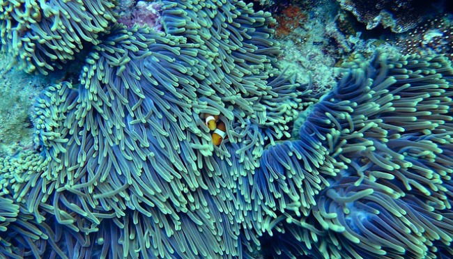 Animales invertebrados, corales