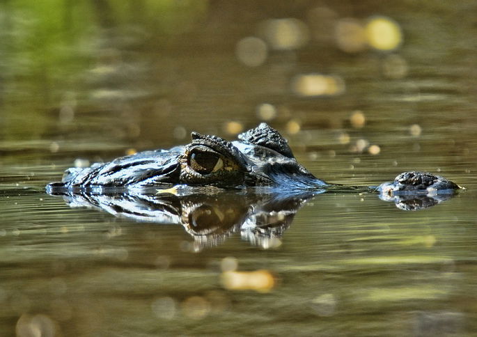 caiman orinoco