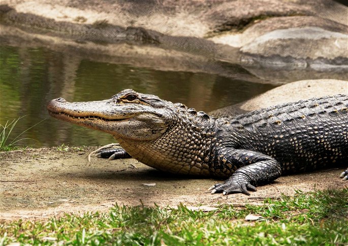 Un cocodrilo arrastrándose por tierra en la orilla de un lago