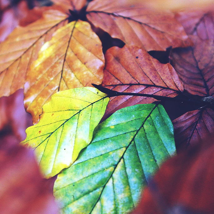 Coloración de las hojas en otoño
