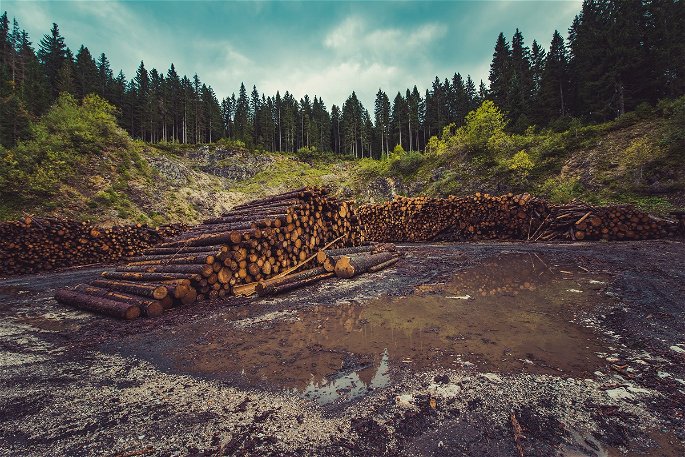 Contaminación ambiental-deforestación