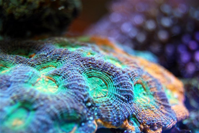 mutualismo simbitico entre corales y zooxantelas