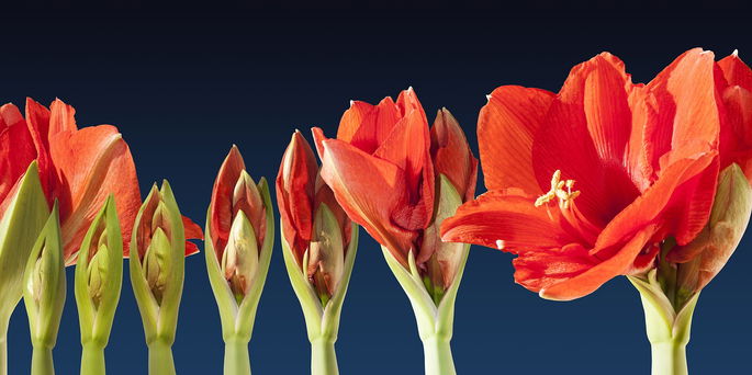 Fases del desarrollo de una flor
