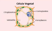 Cromoplastos