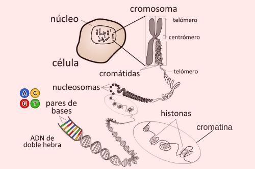 Partes de los cromosomas