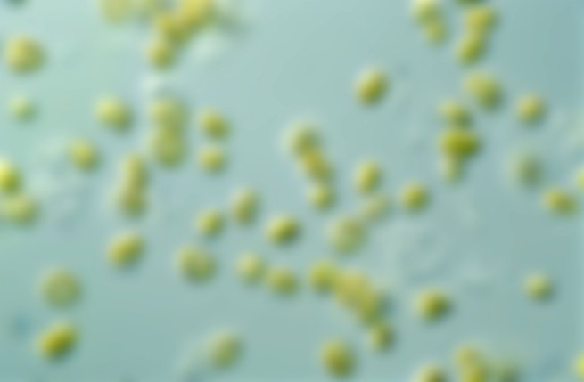 microalgas del genero Pavlova perteneciente al reino chromista