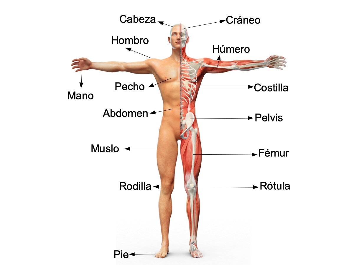 el cuerpo humano y algunas de sus partes