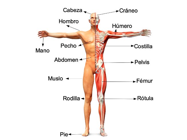 el cuerpo humano y algunas de sus partes