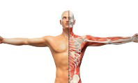 Cuerpo Humano