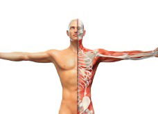 Cuerpo Humano