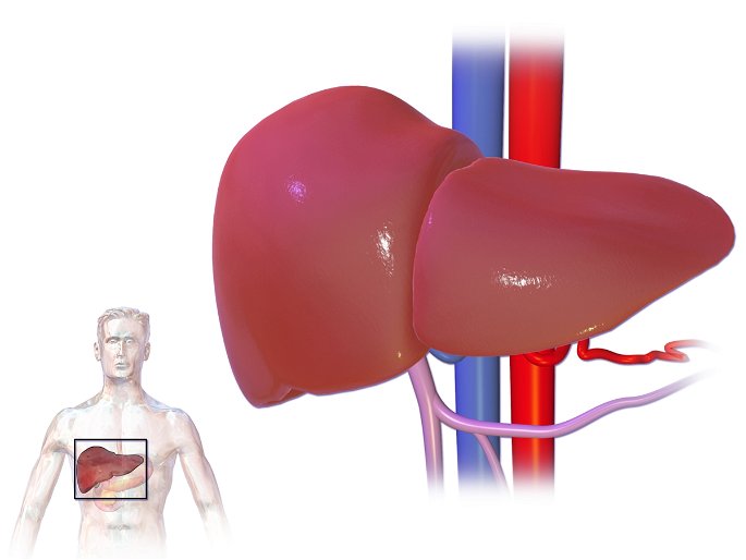 localización del hígado en el cuerpo humano