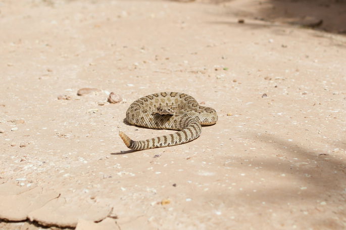 serpiente de cascabel