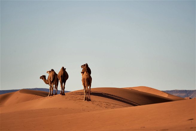 Desierto: qué es, características, flora, fauna, clima y tipos -  Significados