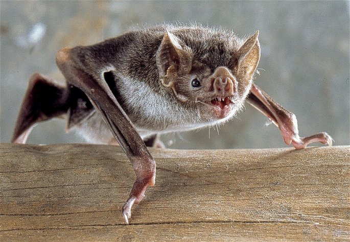 Desmodus rotundus murciélago