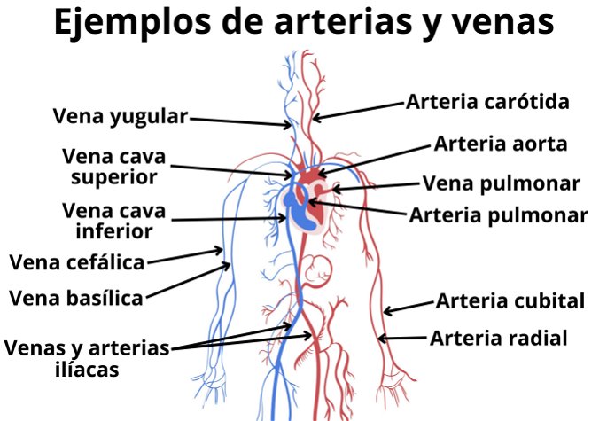 Ejemplos de arterias y venas en el sistema circulatorio del cuerpo humano.