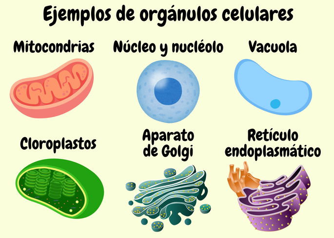 Ejemplos de siete orgánulos celulares: las mitocondrias, el núcleo, el nucléolo, la vacuola, los cloroplastos, el aparato de Golgi y el retículo endoplasmático.