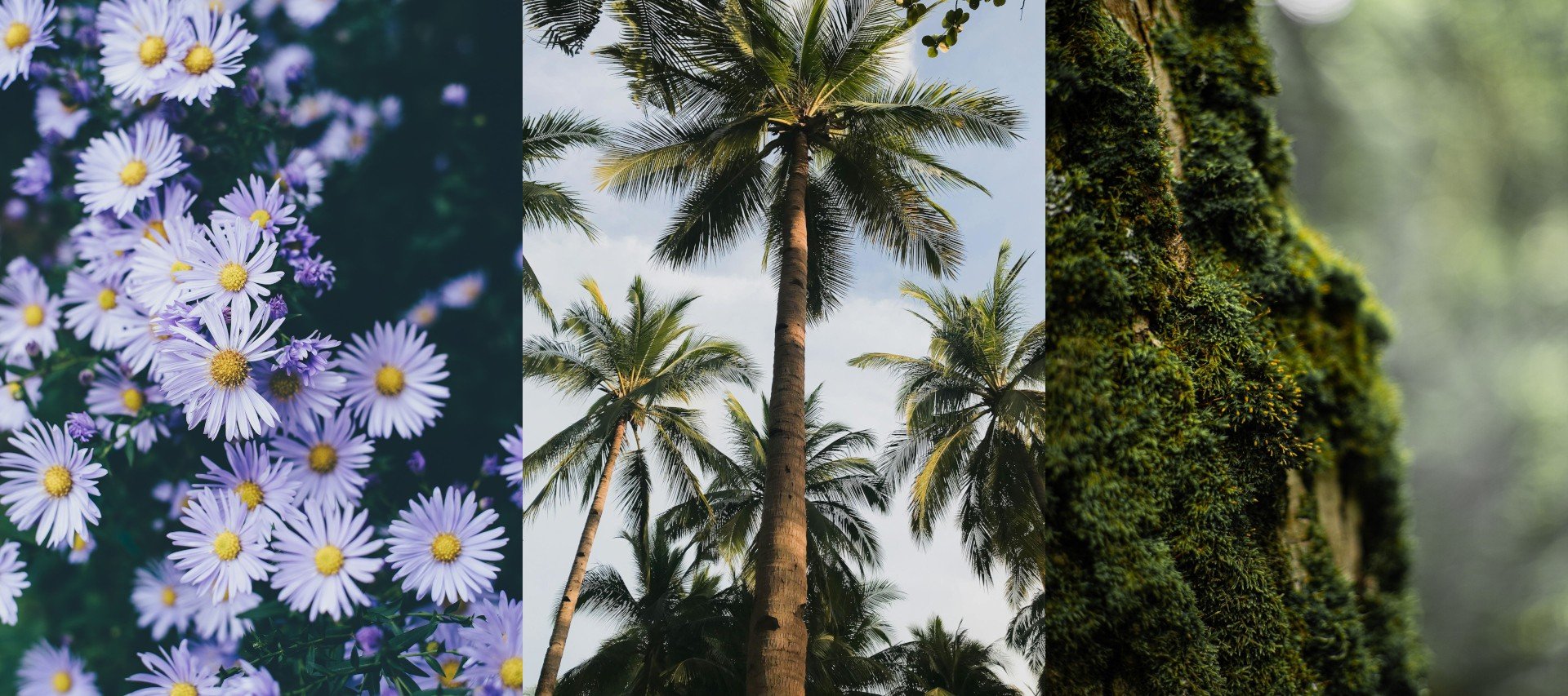 Ejemplo de plantas que muestra un campo de flores, palmeras y musgo.