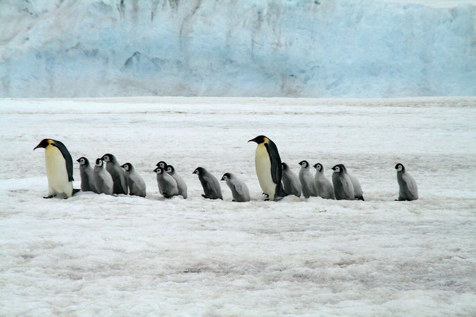 animales salvajes: pingüinos adultos y crías sobre el hielo