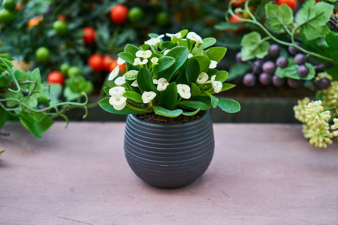 Una maceta de flores blancas y pequeñas, rodeada de otras plantas