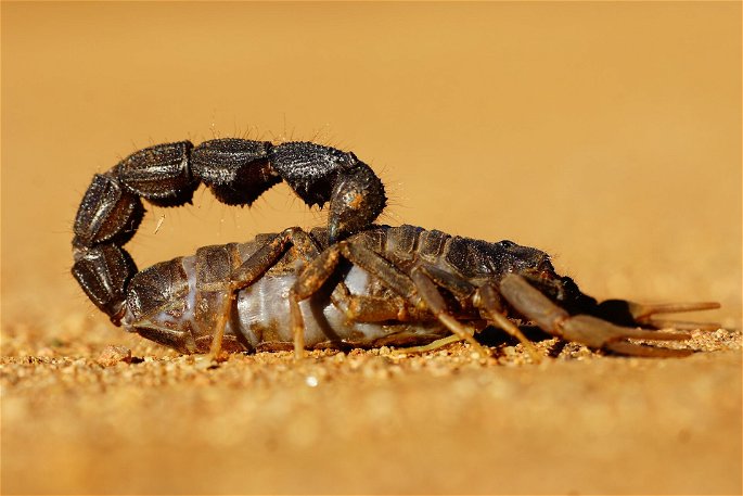 Una vista muy cercana de un escorpión en un desierto, mostrando sus patas y cola en detalle