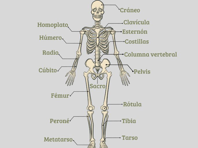 esqueleto humano con el nombre de los huesos principales