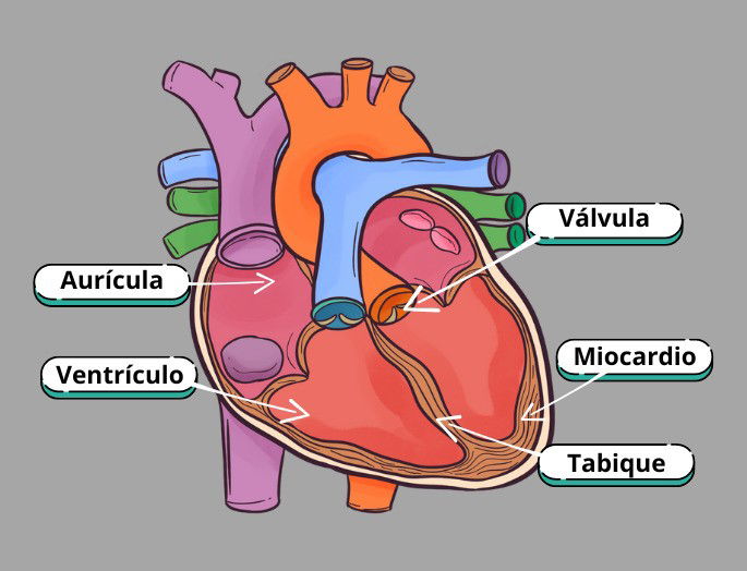 Esquema de partes del corazón