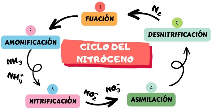 Esquema y dibujo del ciclo del nitrógeno con todas las etapas