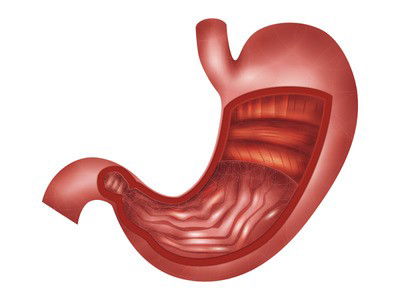 Estómago - órgano del cuerpo humano