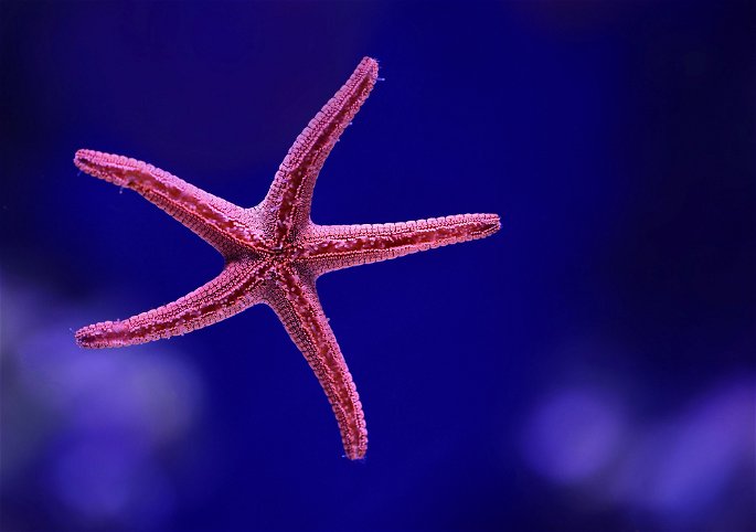 Animales acuáticos, estrella de mar