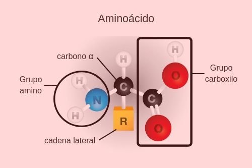 estructura aminoácido