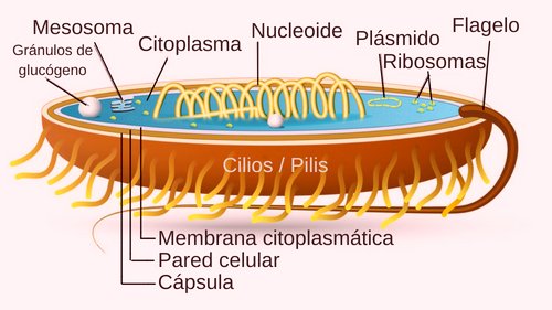 estructura célula procariota