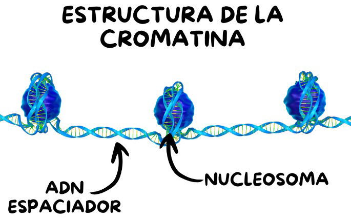 La estructura básica de la cromatina.