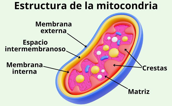 Estructura de la mitocondria