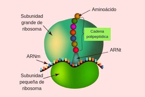 estructura ribosoma
