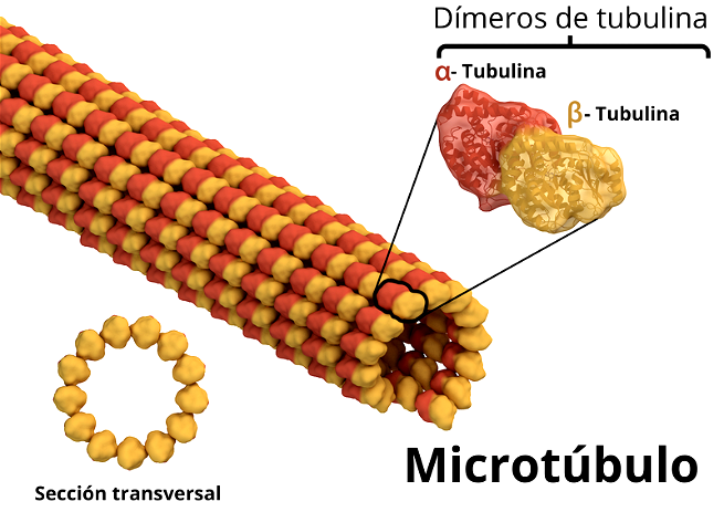 estructura microtubulos