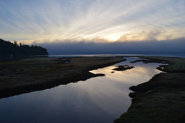 bioma de estuario