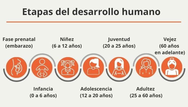 Etapas Del Desarrollo Humano Cuáles Son Edades Y Sus Características Significados 1462