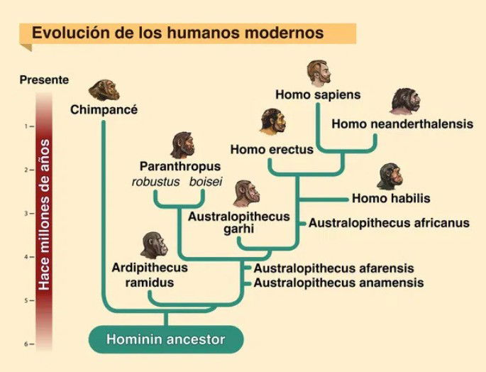 mapa mental sobre evolución del hombre