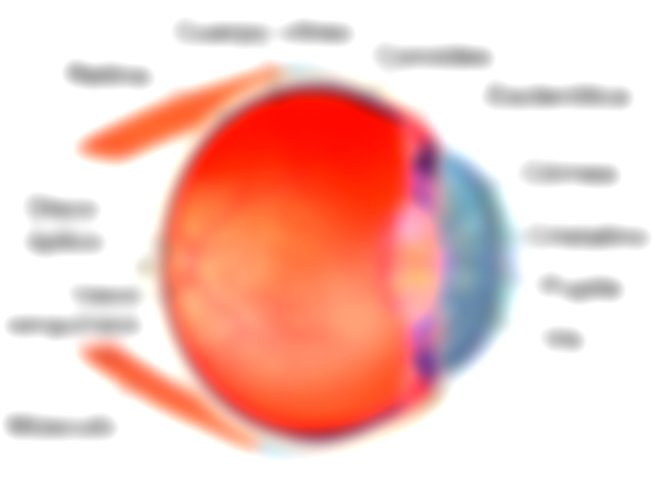 estructura del ojo, organo de la vision