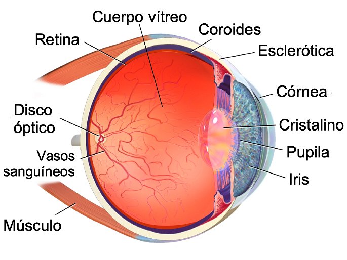 estructura del ojo, órgano de la visión