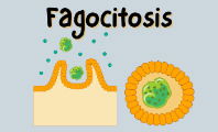 Fagocitosis