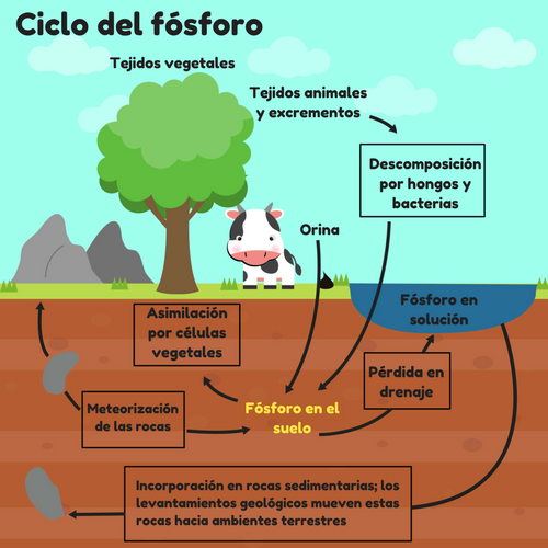 Ciclo del fósforo