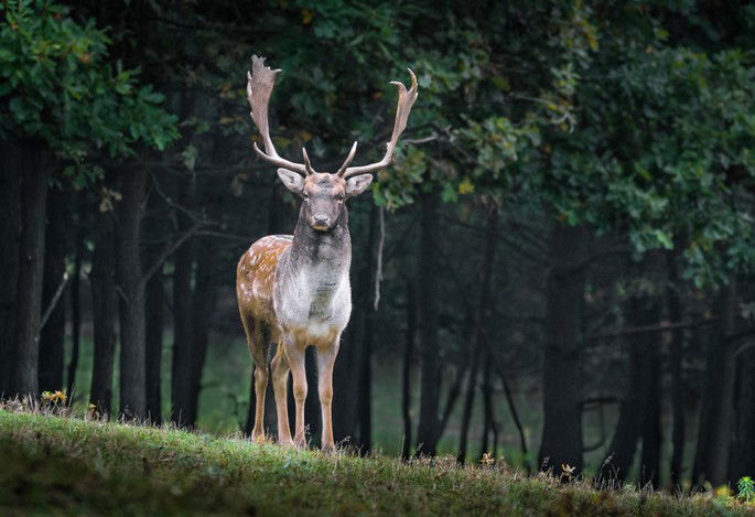 Fauna en el bosque: un gamo común